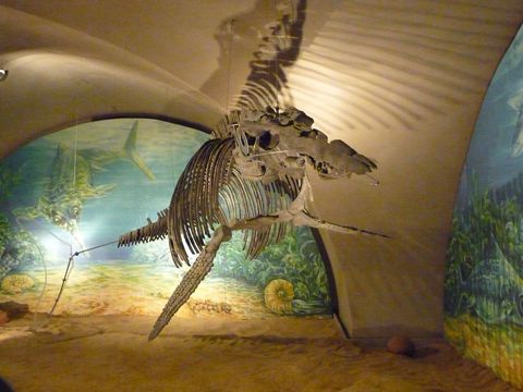 Reise in die Urzeit: Eurhinosaurus-Skellett im Städtischen Museum Schloss Salder Salzgitter